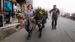 Alpabzug Bettmeralp 2022 [upl. by Udell]