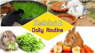 Rabbit Daily Routine in Hindi [upl. by Alair]