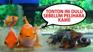 Apa Saja yang Harus Dipersiapkan Saat Pertama Kali Memelihara Ikan Mas Koki PANDUAN LENGKAP PEMULA [upl. by Jannery]