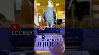 Parrot singing  funny parrot  arturia minilab mk3 [upl. by Nesnej]