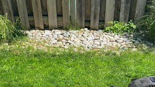 What happened 6 weeks after lawn renovation [upl. by Nyrrad]