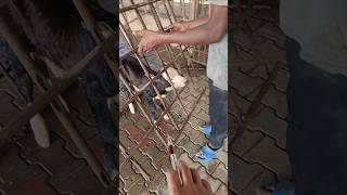 Intramuscular injection in calfcattleanimalsmurrahcow dairyfarm youtubeshorts viralvideo [upl. by Ainatit]