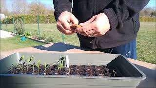 Semis de tomates betterave rouge thym etc [upl. by Enitsirc]