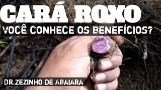 CARÃ ROXO  CONHEÃ‡A OS SEUS BENEFÃCIOS PARA A NOSSA SAÃšDE  DRZEZINHO DE ABAIARA [upl. by Odraude532]