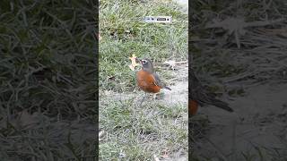 American Robin  turdus migratorius birdwatching [upl. by Barb]