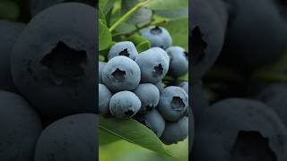 Blue berry natur food cake foodie mimiskitchendiary music [upl. by Wally353]