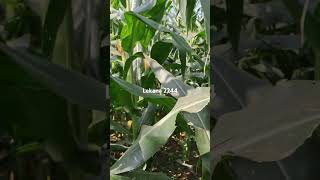 86 days maize plot Lekana [upl. by Buskus]