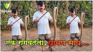 Rescued Aggressive Rat Snake बिनविषारी धामण सापाची मुक्तता snake snakevideo sagunabaug [upl. by Evy229]