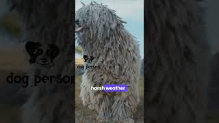 komondor dreadlocks dog [upl. by Hujsak]