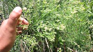 Capital Naturalist Horseweed  Mares tail [upl. by Snook46]