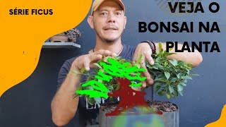 Como Decifrar sua Planta e Transformála em um Bonsai Perfeito [upl. by Noislla389]