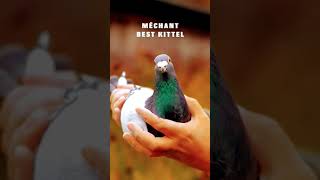 Duniya ka sab se mahanga kabutar fancykabutar pigeon fancypigeonlover ytshorts [upl. by Doss]