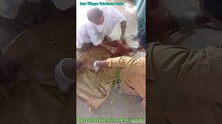 Dog treatment by Veterinary doctor in pakistan [upl. by Oiliruam511]