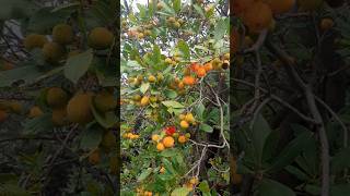 Strawberry Tree Arbutus  Sumartin Brac Croatia fruits [upl. by Bertina409]