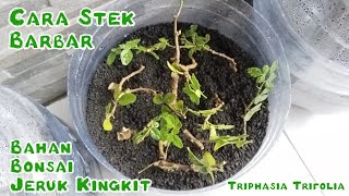 CARA STEK BAHAN BONSAI JERUK KINGKIT Triphasia Trifolia Part1 [upl. by Wildee874]