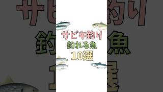 サビキ釣りで釣れる魚10選‼️釣り 海釣り魚釣り釣り初心者ルアーフィッシングルアー釣り釣り好き釣りスタグラム釣り人サビキ釣り VOICEVOX春日部つむぎ [upl. by Dlared]