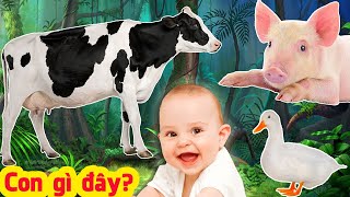 Con Gì Đây 🐄 Dạy Bé Học Con Vật Tiếng Kêu Hình Ảnh Con Bò Lợn Chó Mèo Vịt Gà Báo  Gà Con TV [upl. by Biddie709]