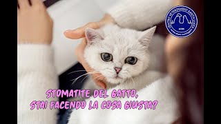 102  Stomatite del gatto stai facendo la cosa giusta [upl. by Freda]