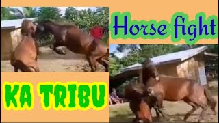 Horse fightKa TRIBU [upl. by Newberry]