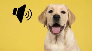 Labrador Dog Barking Sound  The SOund ButtOn [upl. by Abe506]