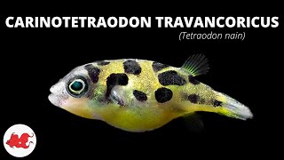 Tétraodon nain  Carinotetraodon travancoricus ✔ [upl. by Dylana]