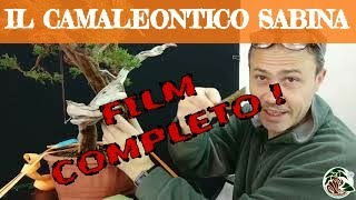 Un bonsai di Juniperus Sabina il film completo [upl. by Niloc674]