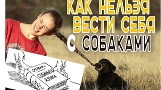 Как нельзя вести себя с собаками Собачьи жесты [upl. by Lucilla]