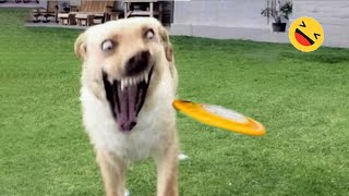 Funniest Dogs And Cats Videos 😅  Best Funny Animals Videos 2023😇 6 [upl. by Bakemeier]