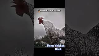 The chicken blast ☠️☠️☠️☠️💀💀💀💀💀sigma chicken Stmg [upl. by Clementi]