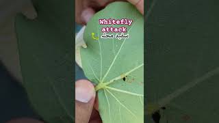 Whitefly attack  cotton crop disease  Ahsan Agri info shorts [upl. by Christos]