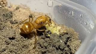 Myrmecocystus mexicanus brood pile [upl. by Olnton]