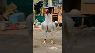 Setuva top quality breeder viralshort trending youtubeshorts shortsfeed pandemkollu rooster [upl. by Marline]