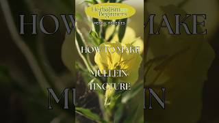 How to Make Mullein Leaf Tincture  Herbalism for Beginners  Herbal Remedies [upl. by Aicnelav687]