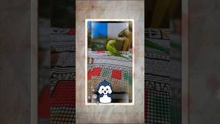 Parrot Dancing parrot parrots dance dancevideo viralvideo [upl. by Dode700]