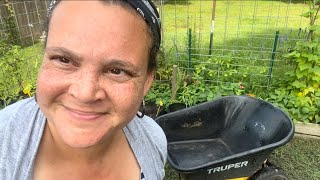 Harvesting Potatoes Tomatoes Peppers Onions Beans amp Planting Lots of Stuff [upl. by Errecart]