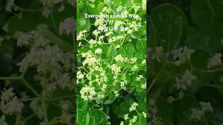 Euonymus japonica Thunb사철나무正木 꽃말quot변함없음quot 겨우살이나무Evergreen Spindle Tree 꽃이름 flower name 花の名前 [upl. by Schilling]