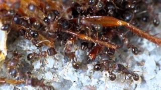 Tetramorium sp  Fütterung mit einer Schokoschabe [upl. by Eittak]