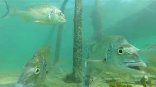 Bream Fishing Forster Tuncurry [upl. by Colvin]