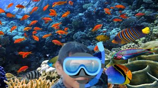 Amazing Snorkeling colorful fish under water snorkeling [upl. by Sharai]