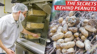 How a Top American Peanut Company Produces Millions of Nuts per Year — Dan Does [upl. by Viguerie237]