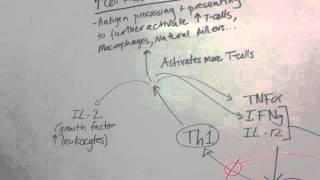 TCell Differentiation to Th1 or Th2 [upl. by Eiramlatsyrk]