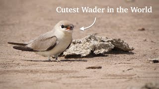 Small Pratincole in Nakhon Pathom Thailand [upl. by Adekram]