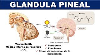 GLANDULA PINEAL ESTRUCTURA FUNCIONES MELATONINA [upl. by Aicirtel]