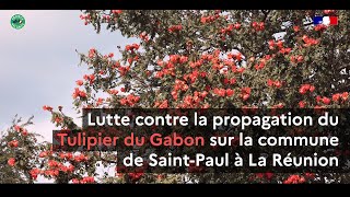 Lutte contre la propagation du Tulipier du Gabon sur la commune de SaintPaul à La Réunion [upl. by Nongim]