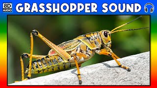 🦗 GRASSHOPPER SOUND  GRASSHOPPER SOUND EFFECT  SOUND OF GRASSHOPPER  NOISE OF GRASSHOPPER [upl. by Searle]