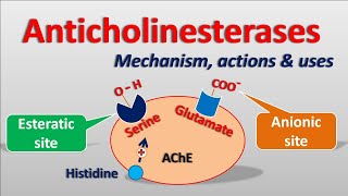 Anticholinesterases  Mechanism actions side effects amp uses [upl. by Franek]