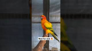 sun conure breeding pair🔥  how to breed sun conures  shorts [upl. by Yrollam]