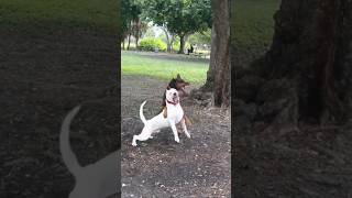 Dogo argentino attack on doberman 😱dog trending dogoargentino doglover vlog shorts viralvideo [upl. by Dionis33]