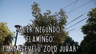 Acer negundo Flamingo  Tarkalevelű zöld juhar [upl. by Eulaliah]