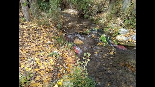 Otoño por Río Frio quotRoyo Frío  Royofríoquot Sierra de Segura [upl. by Kinghorn765]